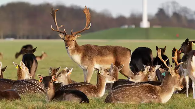 Herten in het Phoenix Park Dublin